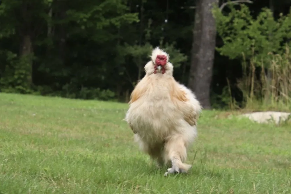 Custom yard cleanup service for residential properties in New Durham, NH by MAK Whacking And Mowing