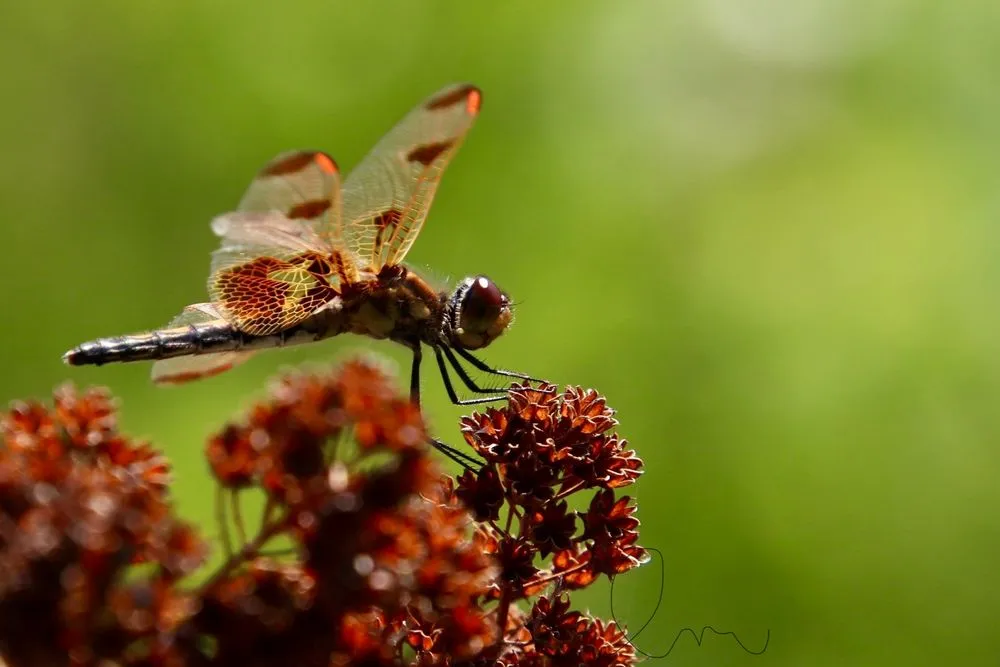 Trusted lawn mowing service in New Durham, NH - MAK Whacking And Mowing