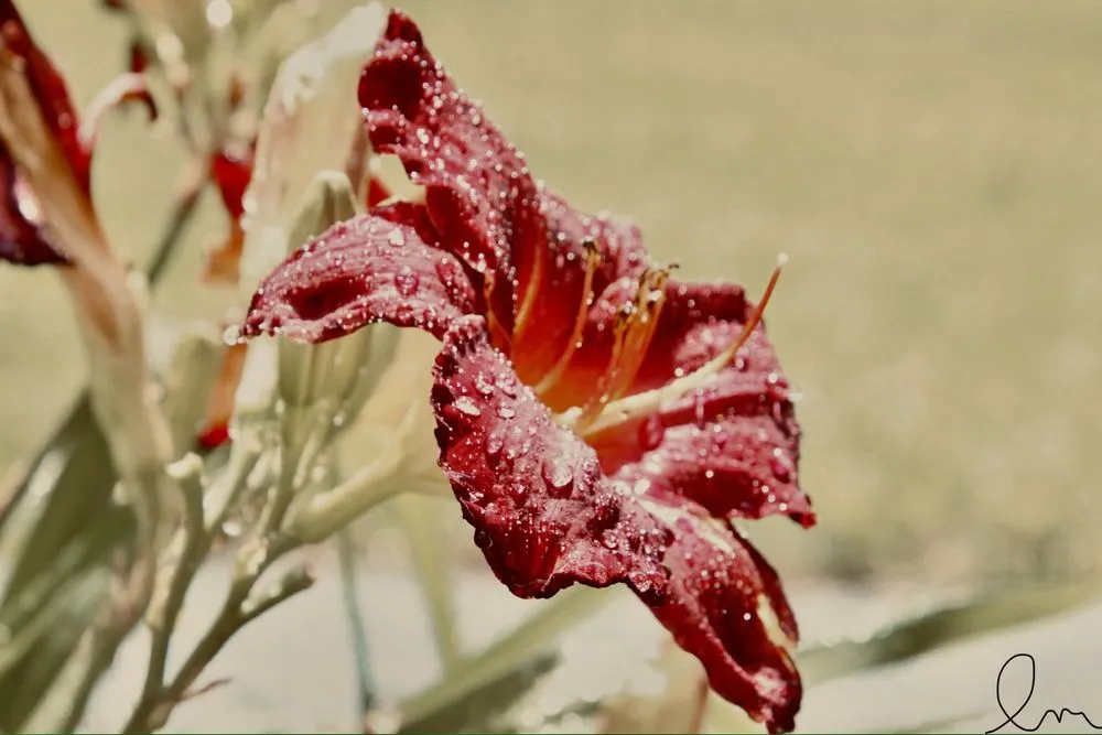 Trusted lawn mowing service in New Durham, NH - MAK Whacking And Mowing