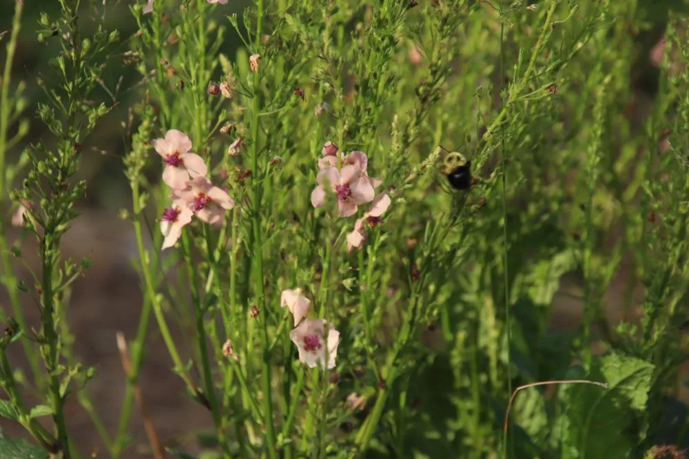Expert lawn care service experts serving New Durham, NH - MAK Whacking And Mowing