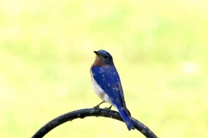 Custom landscaping services in New Durham, NH by MAK Whacking And Mowing