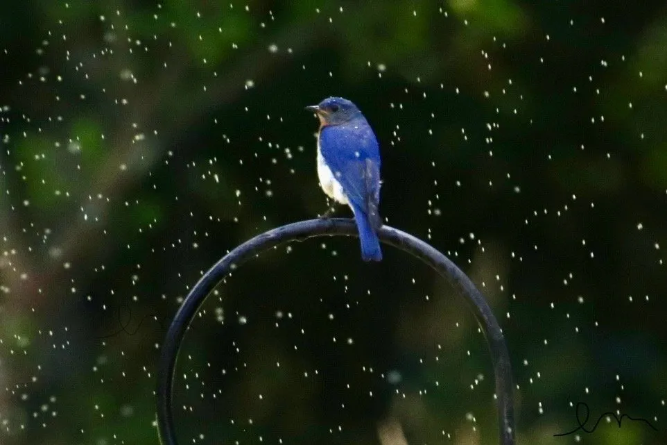 Professional outdoor landscaping for homes across New Durham, NH - MAK Whacking And Mowing