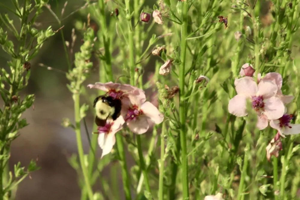 Expert yard cleanup service for outdoor upgrades across New Durham, NH - MAK Whacking And Mowing