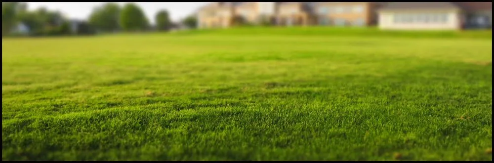 Affordable yard cleanup service in Sylvania, OH by Make your Mark