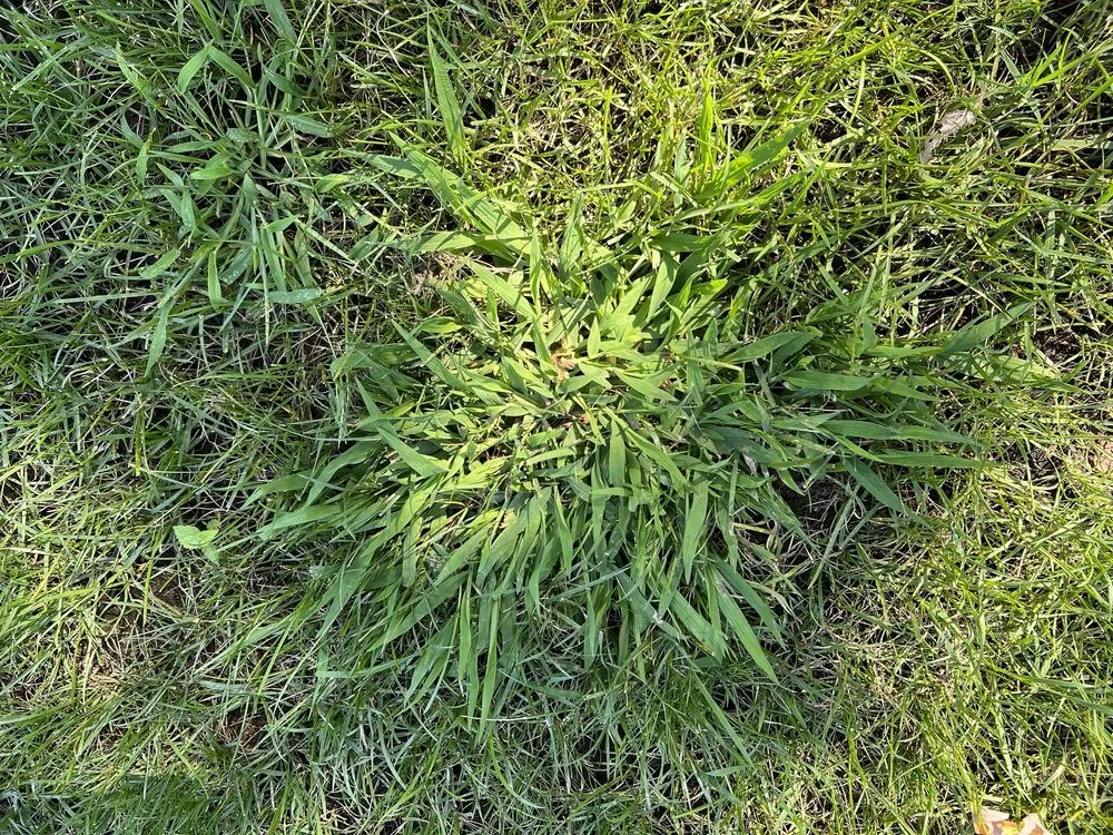 Top-rated lawn mowing service for year-round maintenance across Gaithersburg, MD - Makimanta Landscaping Services