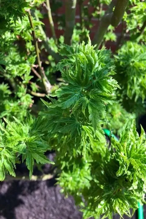 Expert lawn care service experts serving Simpsonville, KY - MAKK Landscape and Paving Group