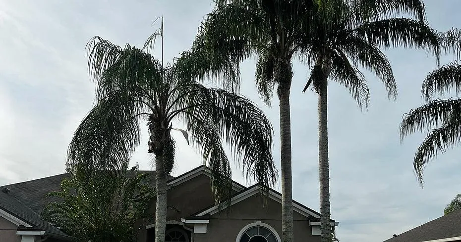 Affordable landscape installation in Chuluota, FL by Mako Brothers