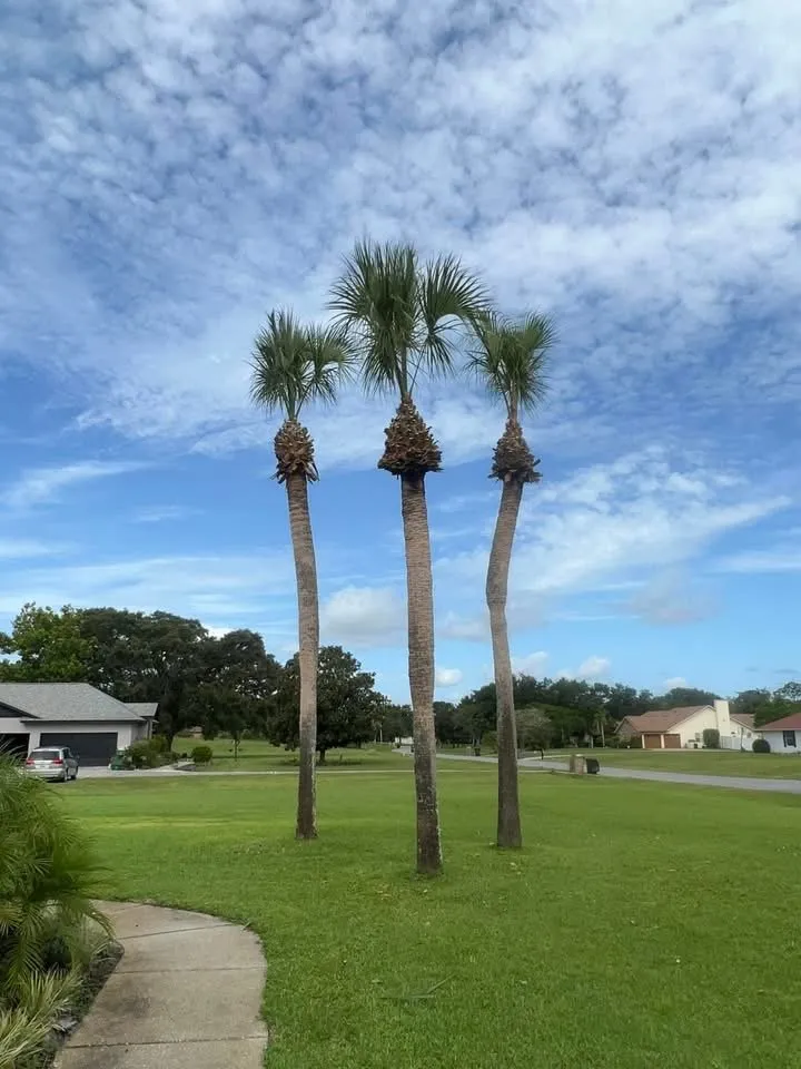 Expert outdoor landscaping in Chuluota, FL by Mako Brothers