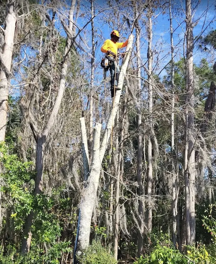 Expert landscaping services near you in Chuluota, FL by Mako Brothers