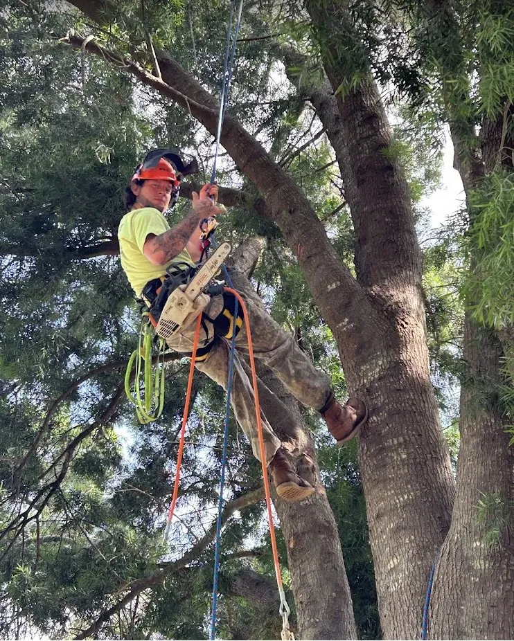 Professional lawn mowing service in Chuluota, FL by Mako Brothers