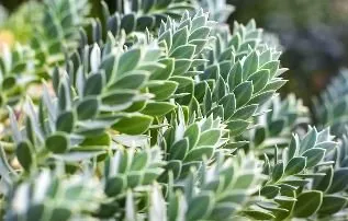 Custom landscaping services experts serving Kailua, HI - Malama Aina Landscape and Masonry Design