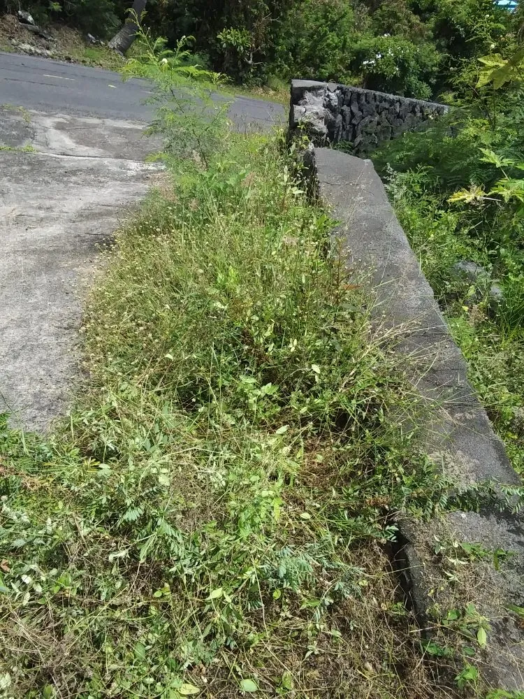 Top-rated landscape design for outdoor upgrades in Captain Cook, HI by Malama Ai'na Landscaping