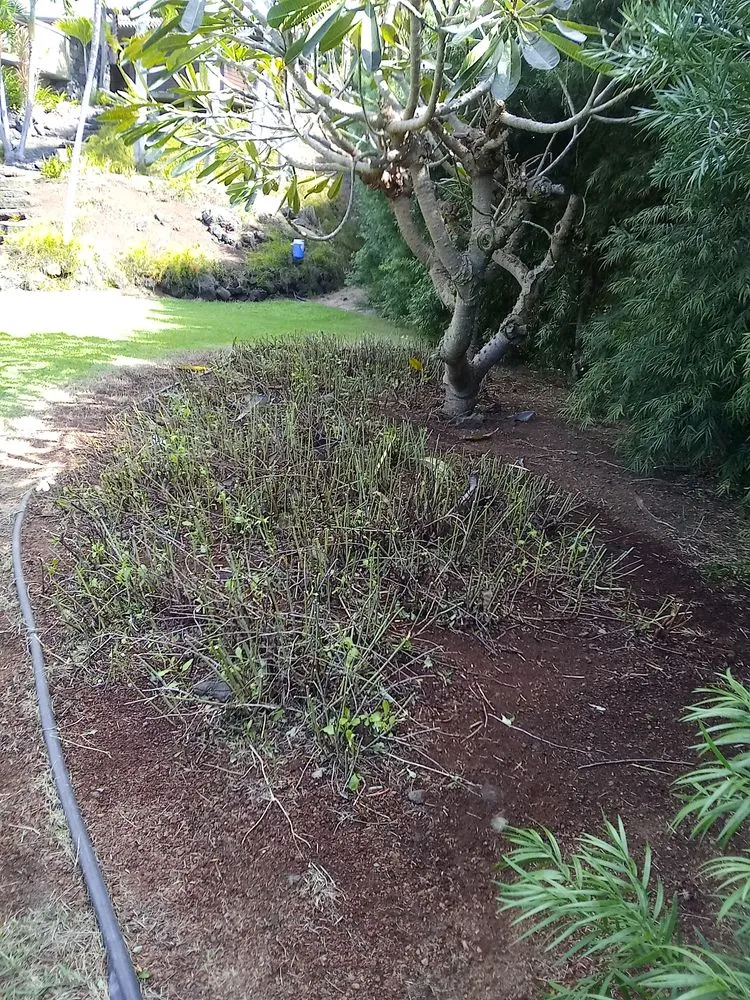 Trusted lawn mowing service with custom design in Captain Cook, HI by Malama Ai'na Landscaping