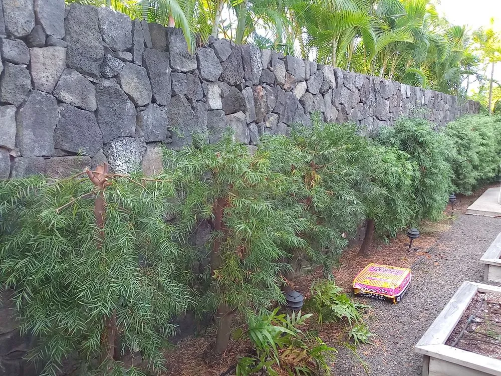 Local yard cleanup service for homes across Captain Cook, HI - Malama Ai'na Landscaping