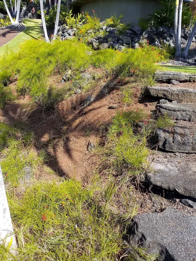 Expert residential landscaping with custom design across Captain Cook, HI - Malama Ai'na Landscaping