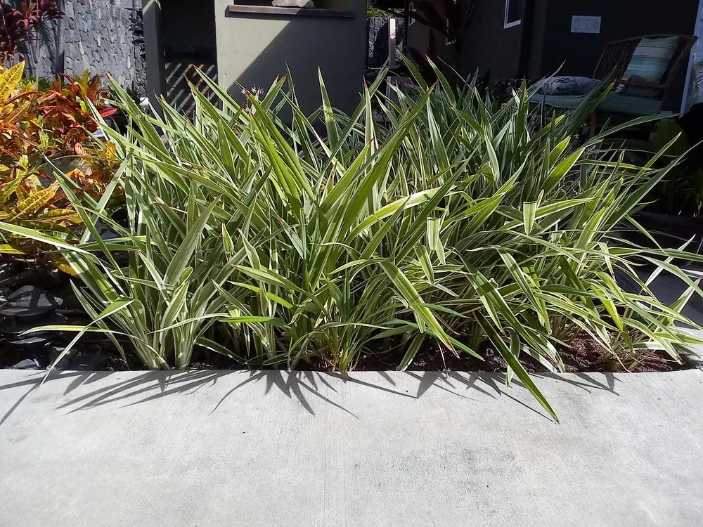 Trusted outdoor landscaping in Captain Cook, HI by Malama Ai'na Landscaping