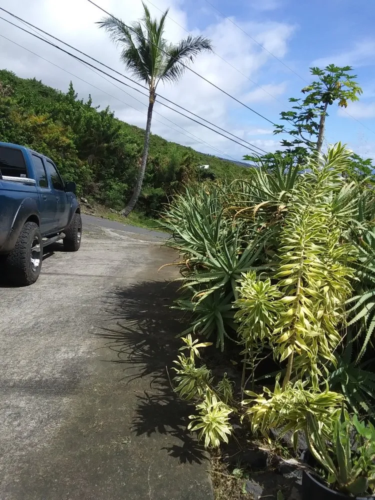 Top-rated landscaping services experts serving Captain Cook, HI - Malama Ai'na Landscaping