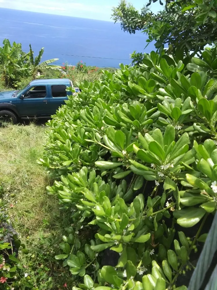 Local yard maintenance for residential properties in Captain Cook, HI by Malama Ai'na Landscaping