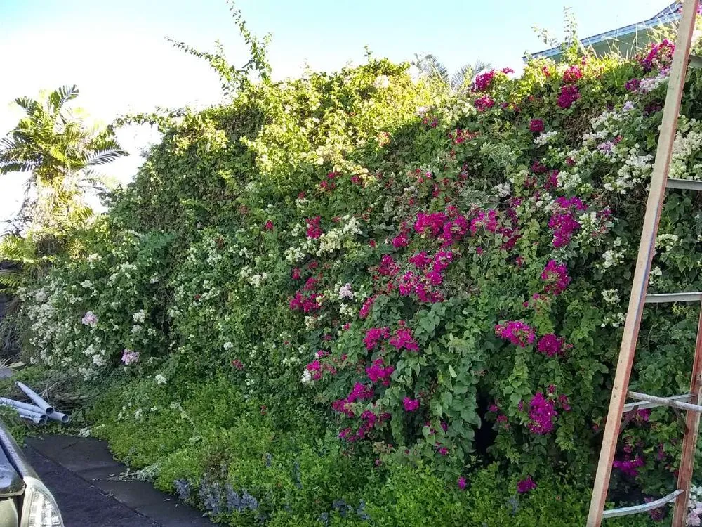 Custom lawn care service for year-round maintenance in Captain Cook, HI by Malama Ai'na Landscaping