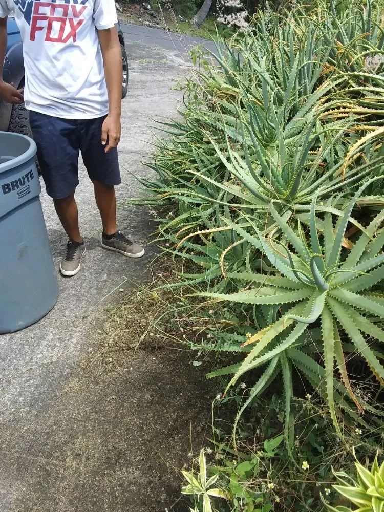 Custom landscaping services for beautiful yards across Captain Cook, HI - Malama Ai'na Landscaping