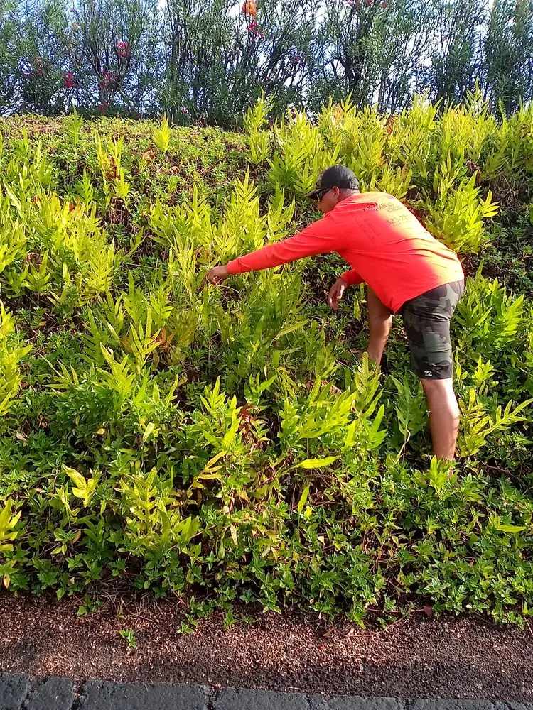 Custom yard cleanup service for residential properties across Captain Cook, HI - Malama Ai'na Landscaping