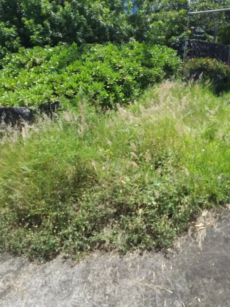 Local outdoor landscaping in Captain Cook, HI - Malama Ai'na Landscaping