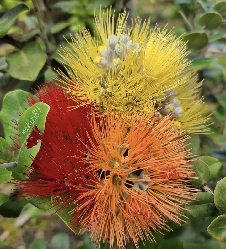 Reliable yard cleanup service experts serving Keaau, HI - Malama Services 808