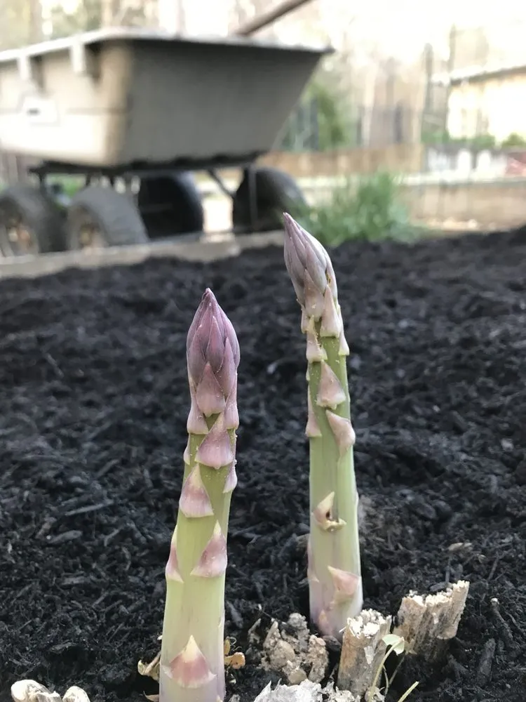 Local landscape installation experts serving Fairfax, VA - Malcolms Microfarms