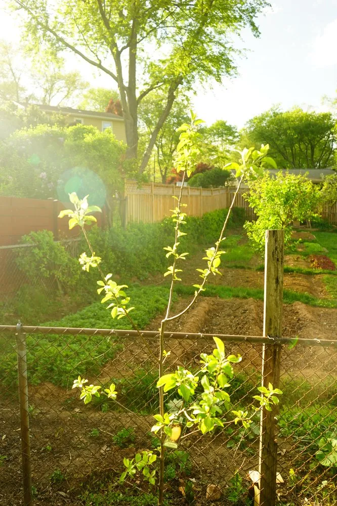 Top-rated residential landscaping in Fairfax, VA by Malcolms Microfarms