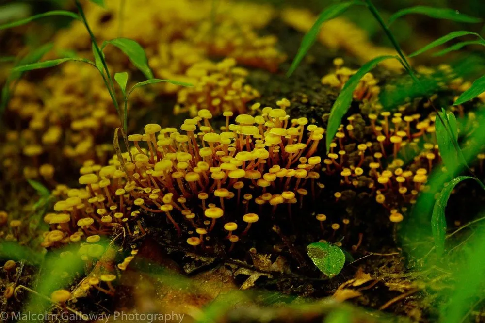 Local lawn mowing service for outdoor upgrades in Fairfax, VA by Malcolms Microfarms