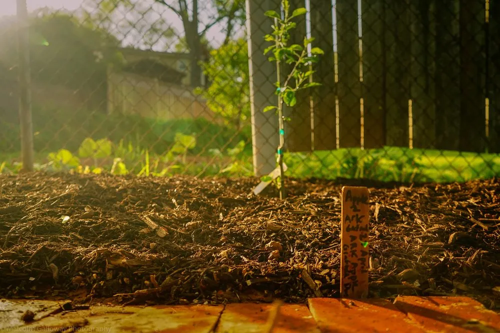 Trusted lawn care service for year-round maintenance in Fairfax, VA by Malcolms Microfarms