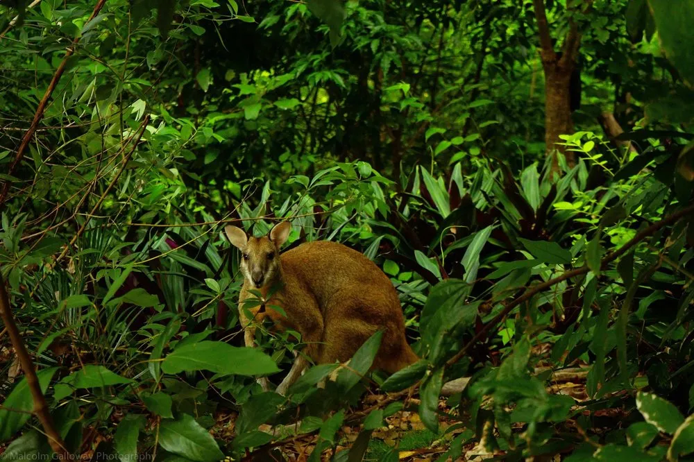 Custom landscape installation for residential properties in Fairfax, VA by Malcolms Microfarms