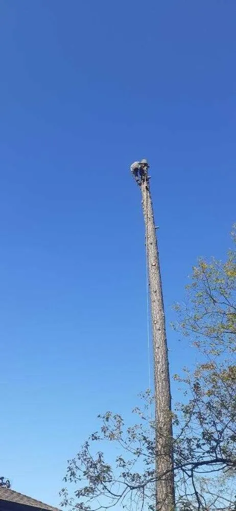 Top-rated yard maintenance in Auburn, CA - Maldonado Landscape