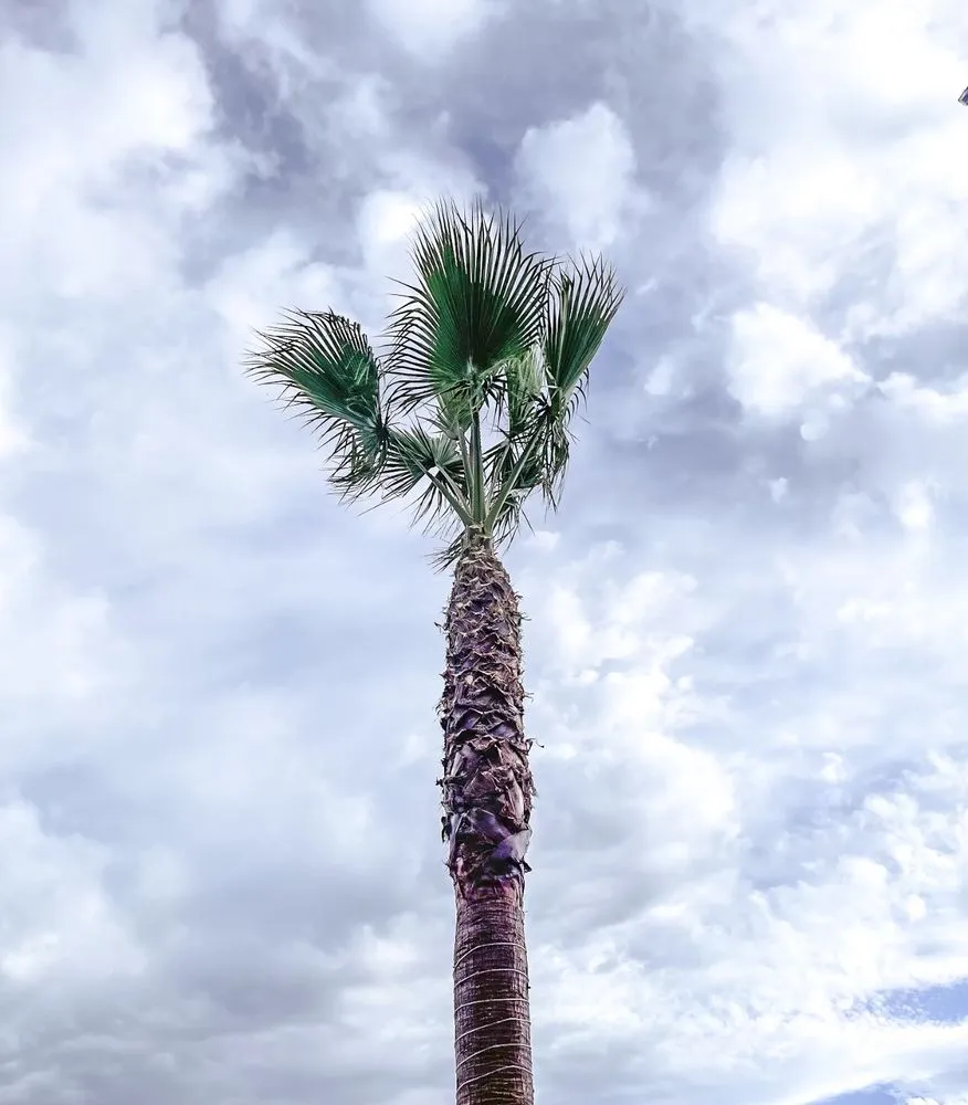 Professional residential landscaping for year-round maintenance in Ceres, CA by Maldonado Landscaping