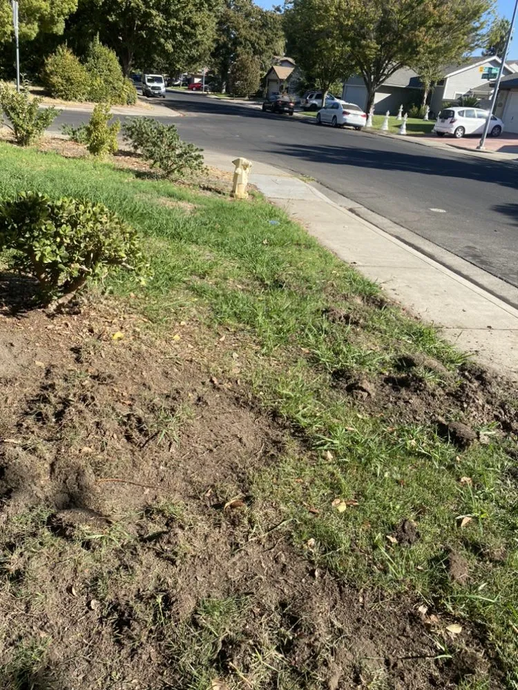 Reliable landscaping services in Modesto, CA - Maldonado Landscaping