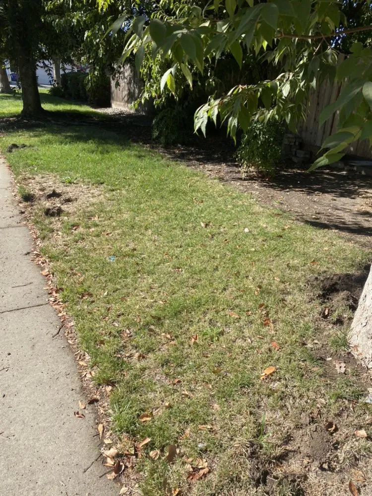 Local residential landscaping in Modesto, CA by Maldonado Landscaping