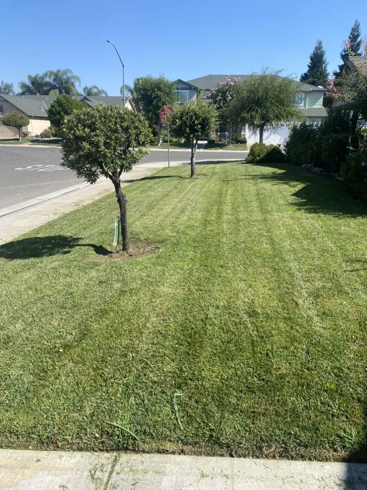 Reliable lawn care service experts serving Modesto, CA - Maldonado Landscaping
