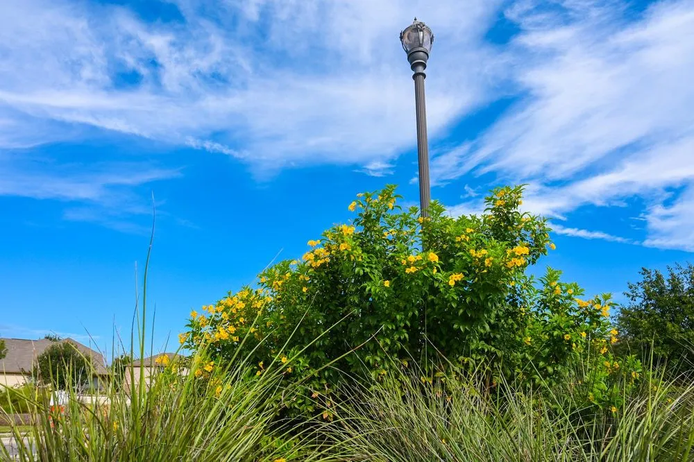 Expert lawn care service in San Antonio, TX by Maldonado Nursery & Landscaping