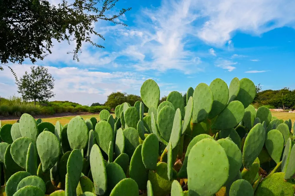 Top-rated residential landscaping for year-round maintenance in San Antonio, TX by Maldonado Nursery & Landscaping