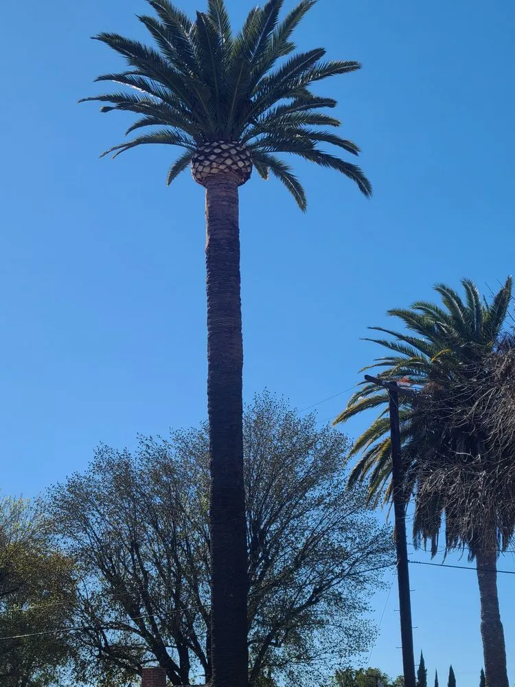 Local lawn care service for homes in Los Angeles, CA by Maldonado Tree services