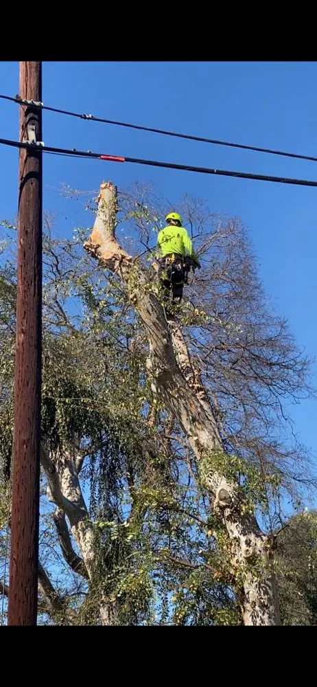 Local landscape installation in Los Angeles, CA - Maldonado Tree services