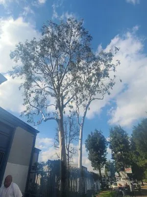 Maldonado Tree services Logo