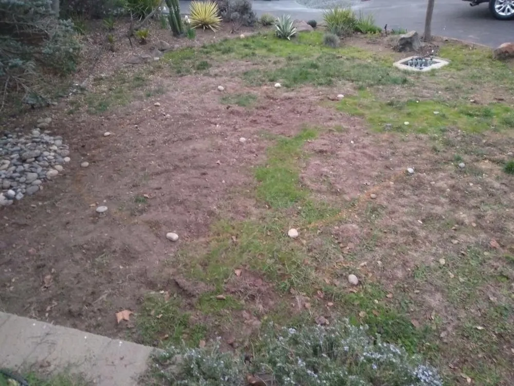 Professional yard maintenance in Richmond, CA by Maldonados Landscaping