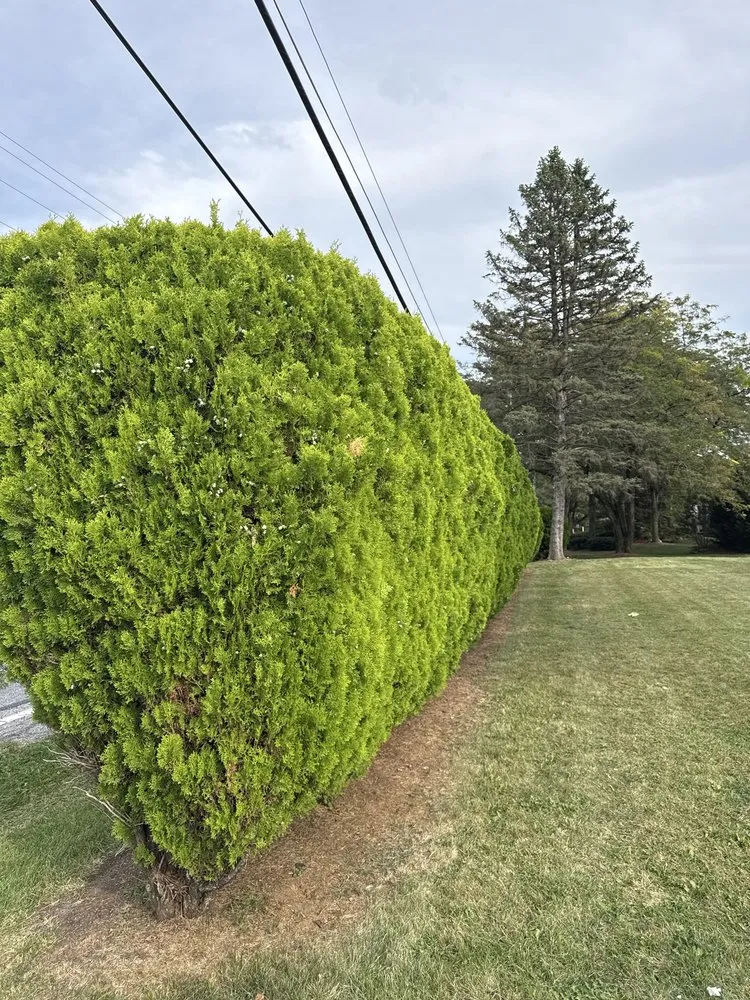 Local lawn care service for residential properties in Wyomissing, PA by Maldonado’s Lawn Services