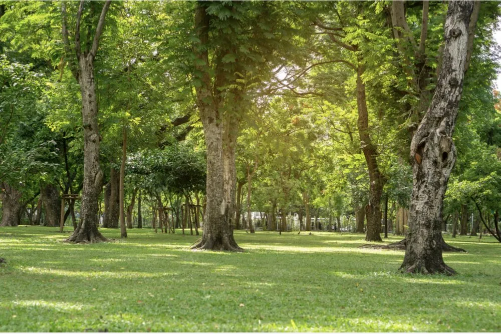 Reliable landscape installation in Wyomissing, PA - Maldonado’s Lawn Services