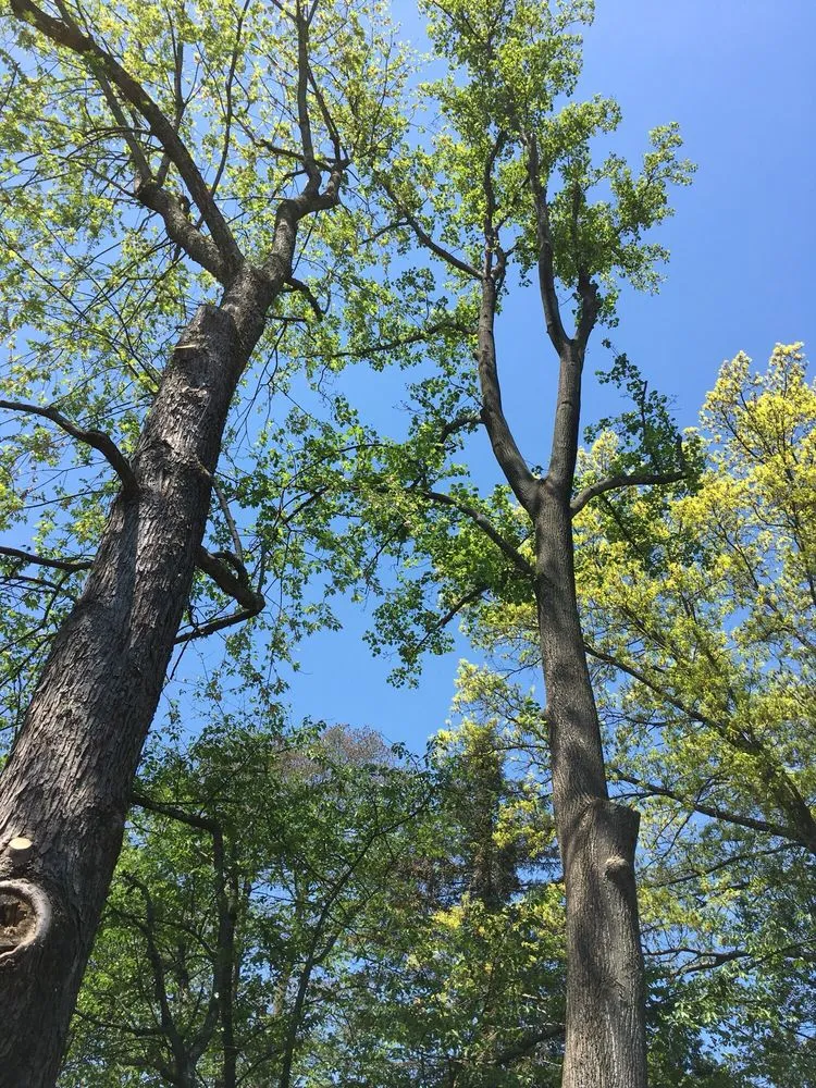 Trusted residential landscaping for year-round maintenance across Gaithersburg, MD - Maldonado's Tree Experts