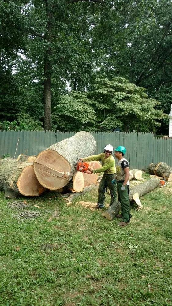 Professional lawn care service experts serving Gaithersburg, MD - Maldonado's Tree Experts
