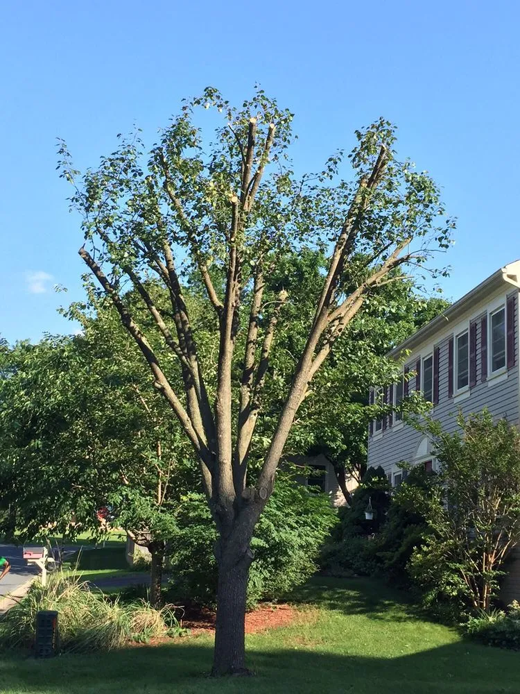 Affordable lawn care service in Gaithersburg, MD - Maldonado's Tree Experts