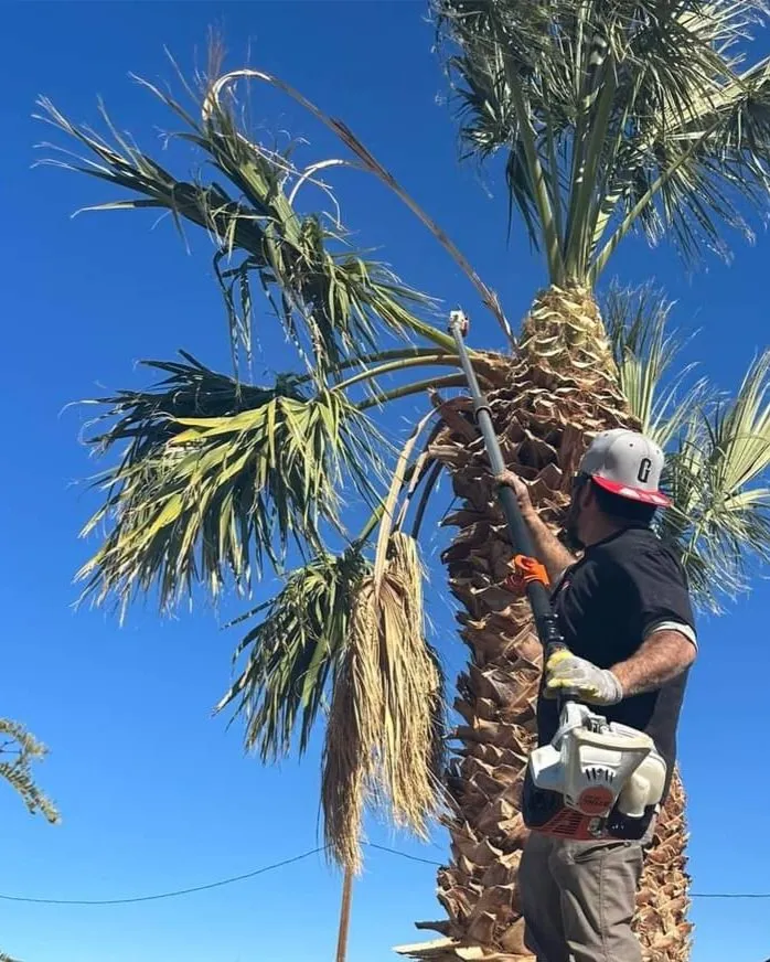 Custom yard maintenance in Bullhead City, AZ by Maldonado's Yard Service