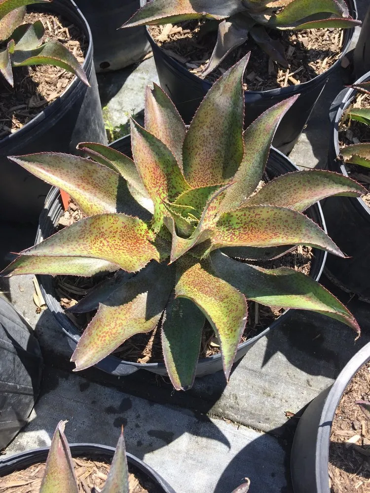 Local yard maintenance for beautiful yards across New Braunfels, TX - Maldonaldo Landscape & Irrigation